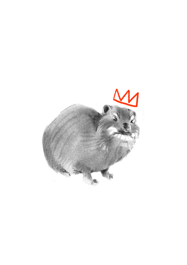 Crowned otter flash design