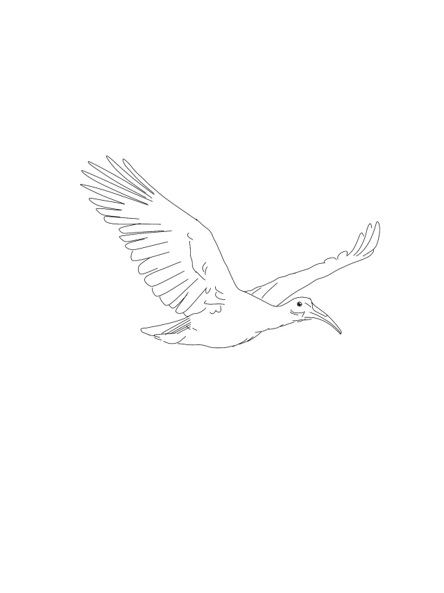 Gliding bird flash design